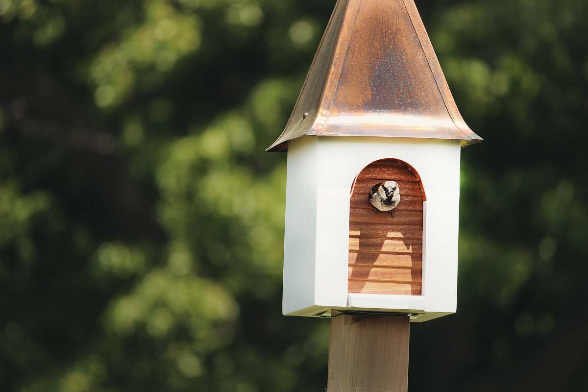 bird feeder white bird coming out from birdhouse near trees habitat